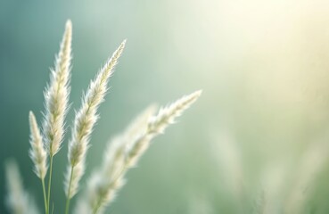 Pale white grass plumes sway gently in soft light. Subtle natural texture with blurred green background. Airy, fine details highlight delicate plant life. Peaceful, dreamy atmosphere.