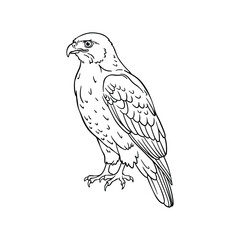 Fototapeta premium Hand Drawn Hawk Line Art Illustration, Black and White Animal Sketch Vector