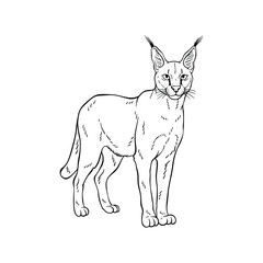 Obraz premium Hand Drawn Caracal Line Art Illustration, Black and White Animal Sketch Vector