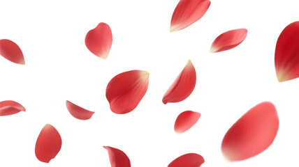 Falling red petals. White background. Cutout. PNG. For compositing.
