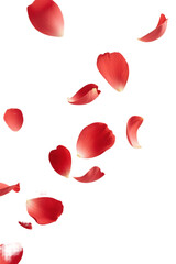 Falling red petals. White background. Cutout. PNG. For compositing.
