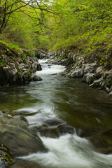 Obraz premium 新緑の中津川渓谷