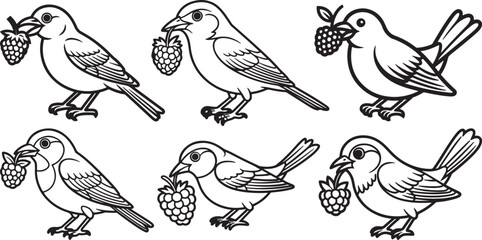 Fototapeta premium Set of Bird Eating a Berry Line Art, Coloring Book Page Line Art Drawing, Vector and Illustration