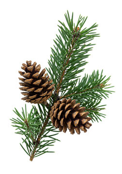 fresh pine branch with frosted emerald needles and two detailed brown pinecones, high-key macro shot against a transparent backdrop, ample negative space. concept for seasonal holiday design
