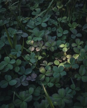 St patrick's day celebration and irish heritage
