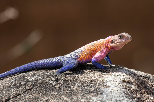 Mwanza Flat-headed Rock Agama basking on granite rock