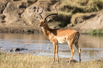 Fototapeta premium Impala standing by the Mara River, Tanzania