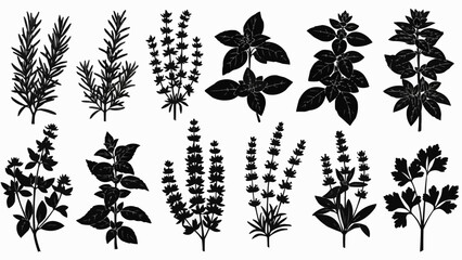 Collection of Silhouetted Culinary Herbs and Spices Isolated on White.