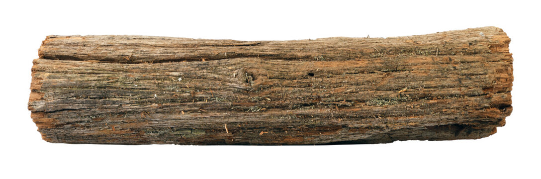 A weathered log found in the forest isolated on a white background. Stack.