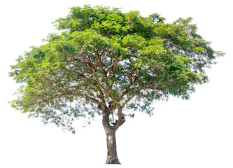 Large trees with edible fruits are completely separated from the white background.