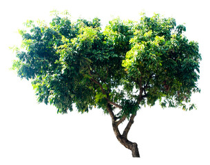 Large trees with edible fruits are completely separated from the white background.