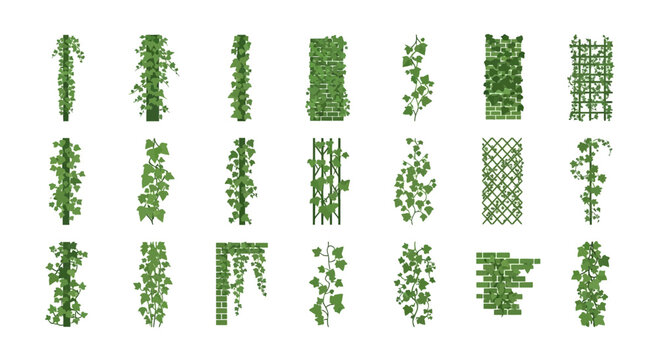 Diverse collection of climbing ivy illustrations perfect for landscape design elements