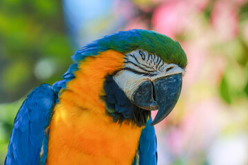 Obraz premium Close up head the blue macaw parrot bird in garden