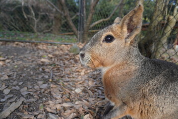 Fototapeta premium マーラ