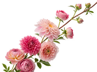 Obraz premium Peony, Dahlia & Garden Rose Vertical Bloom Cascade: A mixed flower branch featuring peony, dahlia, and garden rose arranged in a cascading upward vertical layer, PNG style.