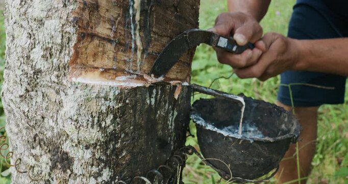 Asian man hand harvest para rubber in tree forest agricultural industry