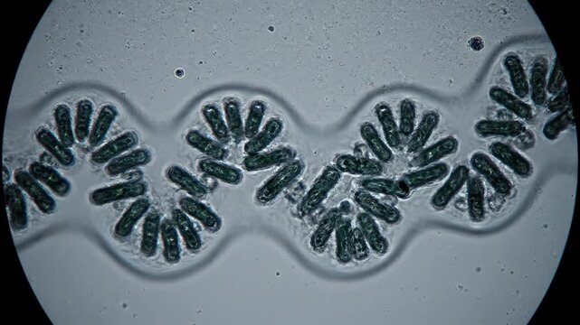 Mesmerizing Microscopic Life: Algae (Cyanobacteria) Form a Wavy Colony