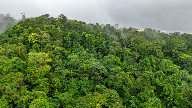 Aerial view of dense greenery in the San Cipriano rainforest, showcasing the rich biodiversity and natural beauty of Buenaventura, Valle del Cauca, Colombia.