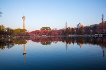 Fototapeta premium Cherry blossoms and China Central Television Tower landscape at Yuyuantan Park, Beijing, China