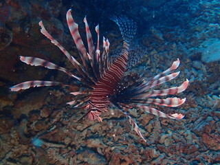 ハナミノカサゴ