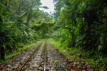 Obraz premium A beautiful view of a railway track surrounded by vibrant green jungle foliage in San Cipriano, Buenaventura, Valle del Cauca, Colombia.