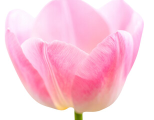 Obraz premium Close up photo of a pink tulip flower png on transparent background