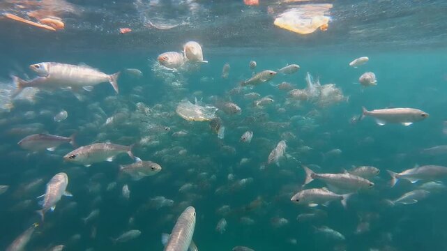 Fish swim amidst heavy plastic debris and Microfiber Pollution, a visual of the Plastisphere, underscoring Trophic Transfer risks in the marine ecosystem