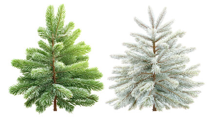 Two same spruce branches side by side one representing summer one winter on transparent background