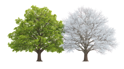 Two same willow trees side by side one representing seasonal change on transparent background