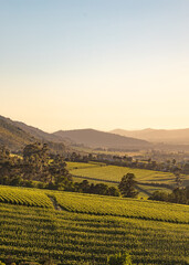Obraz premium Scenic view of green vineyard rows on hills with mountains in the background under morning sun. Rural agriculture landscape for wine production concept.