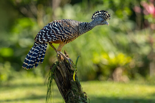 Great curassow (female) 