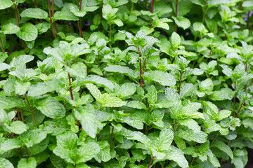 Fresh green mint plants growing densely in a garden. The textured bright green leaves with reddish stems create a natural, organic, and healthy look. © cholifah