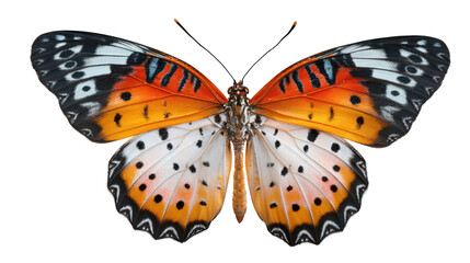 Colorful butterfly with spread wings symmetrical pattern tropical insect wildlife beauty macro nature detail isolated photography on white background