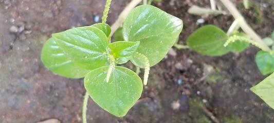 green leaves in the garden
