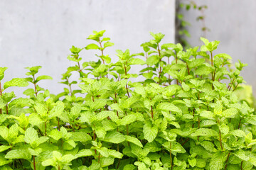 Fresh green mint plants growing densely in a garden. The textured bright green leaves with reddish stems create a natural, organic, and healthy look. © cholifah