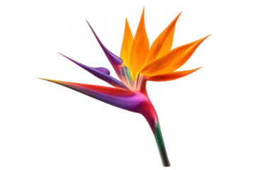 Bird of paradise flower strelitzia reginae tropical plant vibrant orange and purple petals exotic flora transparent background