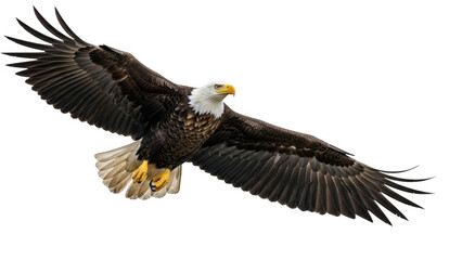 Fototapeta premium Majestic bald eagle in flight isolated on transparent background