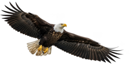 Majestic bald eagle in flight isolated on transparent background