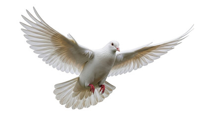 Obraz premium White dove in flight isolated on transparent background