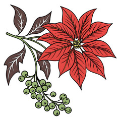 a red poinsettia with green berries