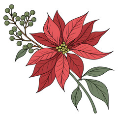 a red poinsettia with green berries