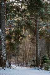 Winter forest with trees covered with snow. Pine tree trunks illuminated by sunbeams.	