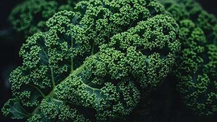 Fresh Green Broccoli Close-up Shot.