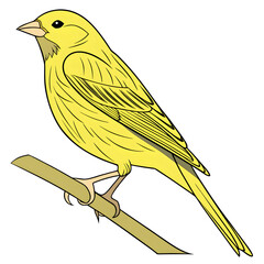 yellow canary serinus canaria on a white background