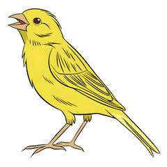 yellow canary serinus canaria on a white background