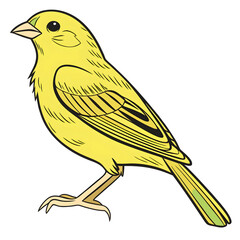 yellow canary serinus canaria on a white background