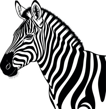 Detailed black and white zebra head profile vector illustration for safari wildlife themes nature conservation and animal logo design.