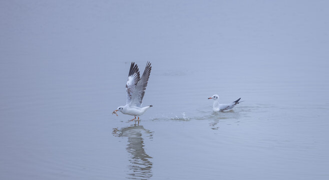 Pallas Gull (Ichthyaetus ichthyaetus) bird in flight over river ganga in prayagraj during the maha kumbh mela.