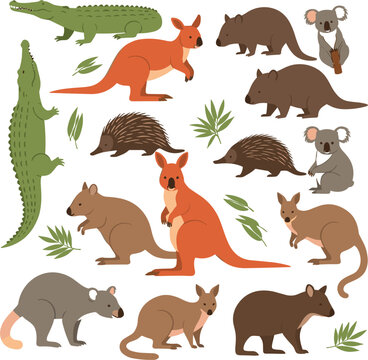 Collection of Australian animals set featuring kangaroo koala crocodile wombat echidna and wallaby isolated on white background for nature design