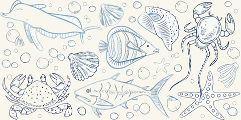 Sketch of various marine life fish crabs shells and other sea creatures © Rathindranath